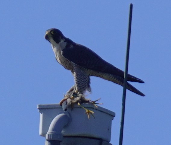 Peregrine Falcon - ML646483296