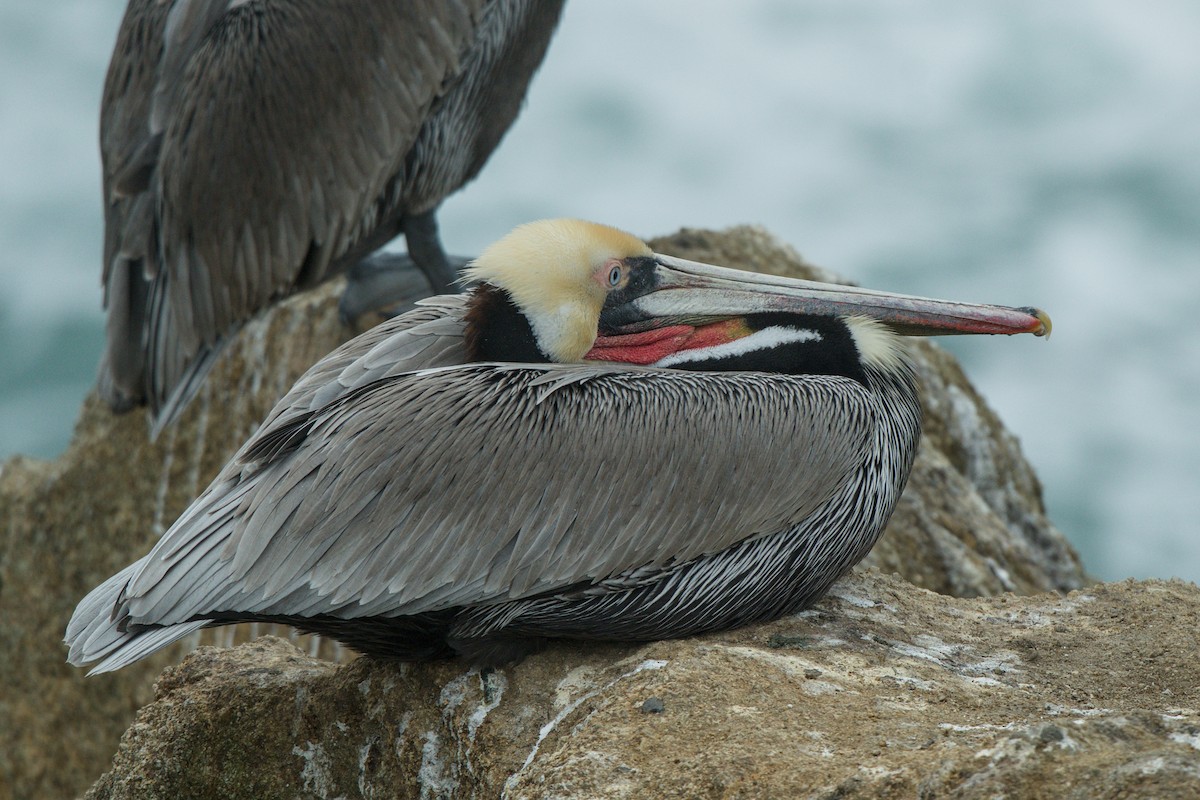 Brown Pelican - ML646483299