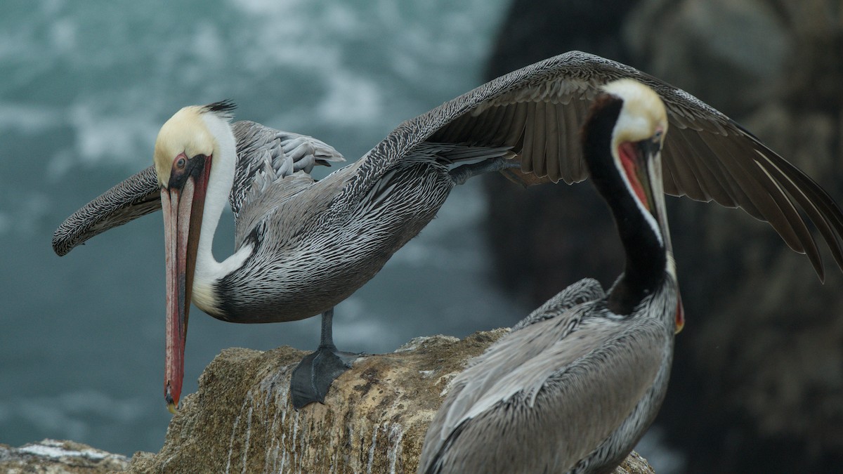 Brown Pelican - ML646483302