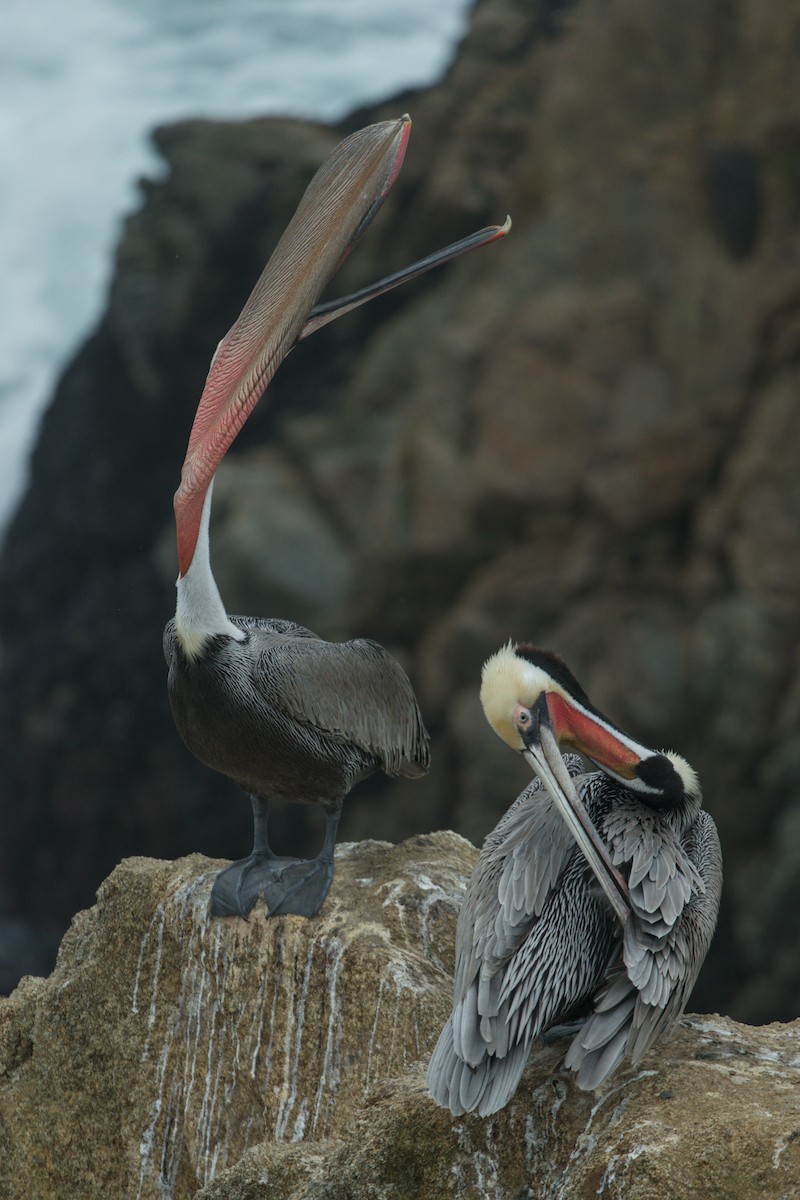 Brown Pelican - ML646483304
