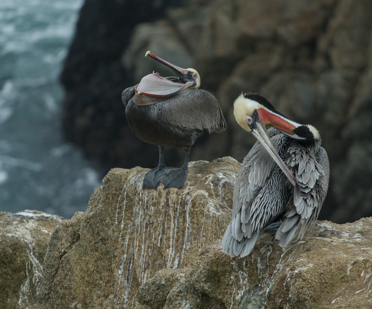 Brown Pelican - ML646483305