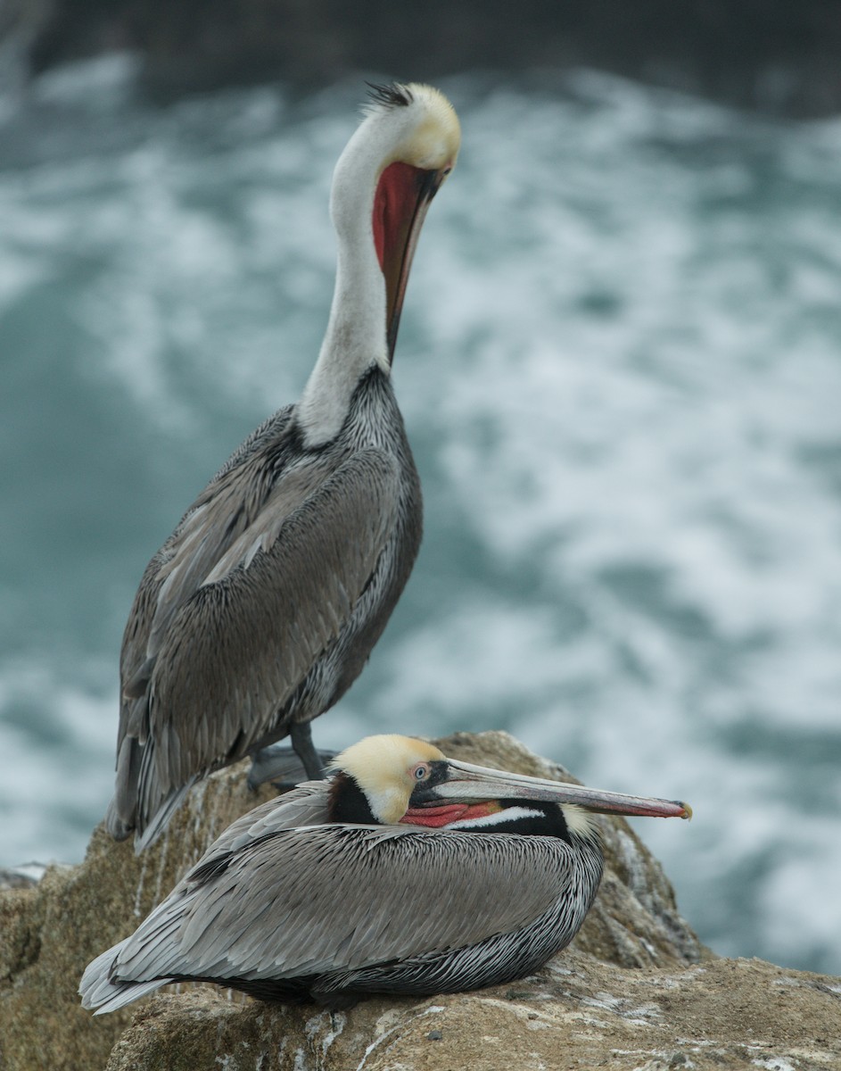Brown Pelican - ML646483306