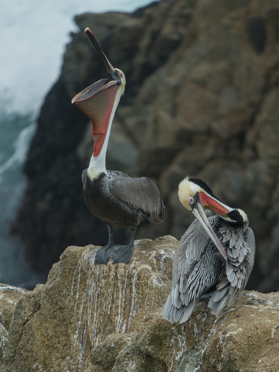 Brown Pelican - ML646483307
