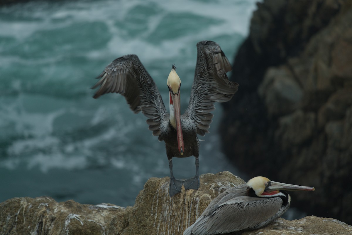 Brown Pelican - ML646483308