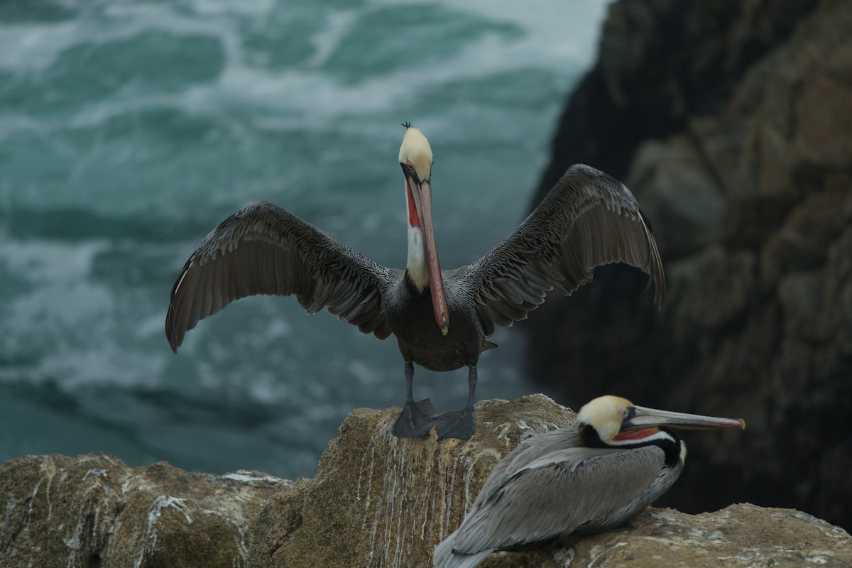 Brown Pelican - ML646483309