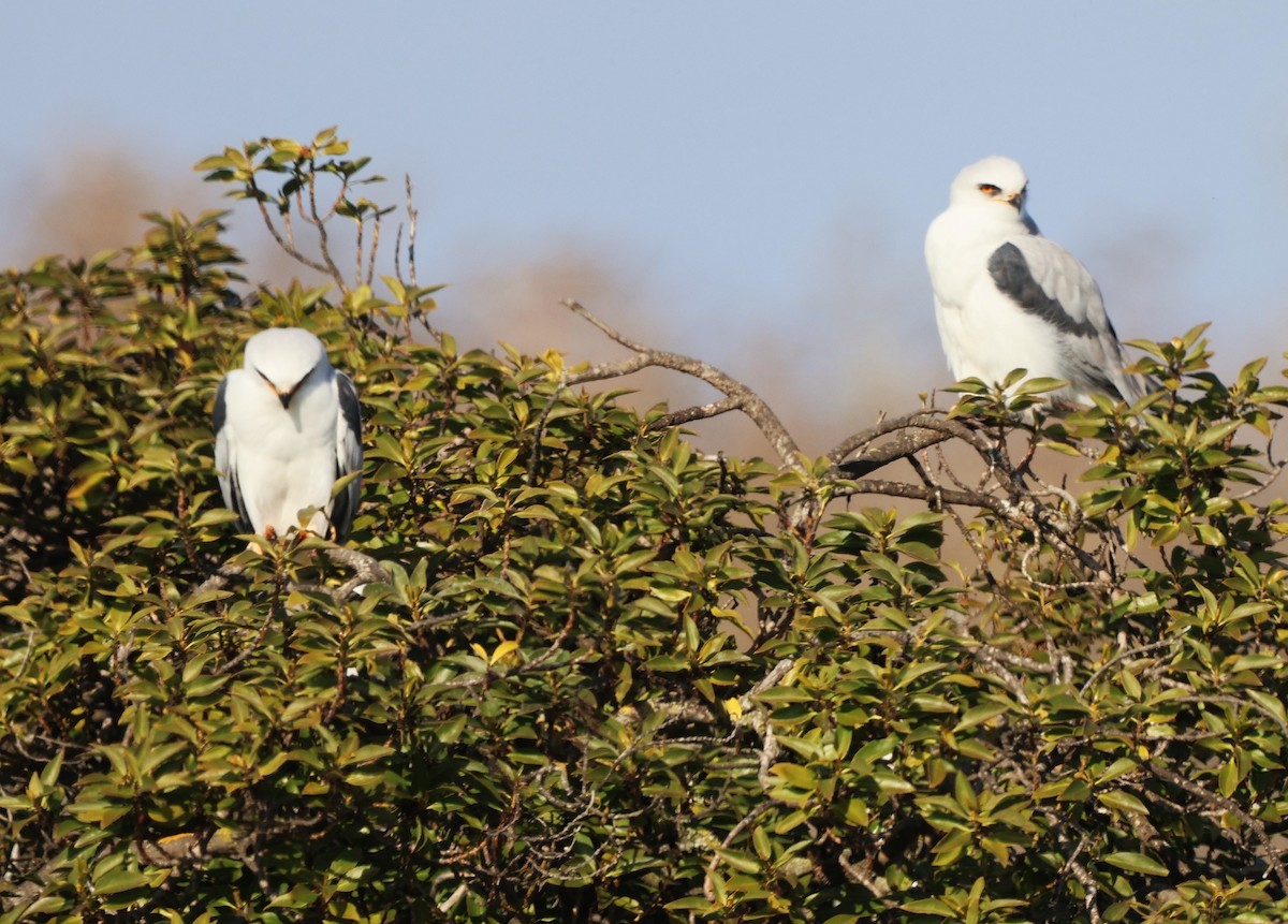 Élanion à queue blanche - ML646483313