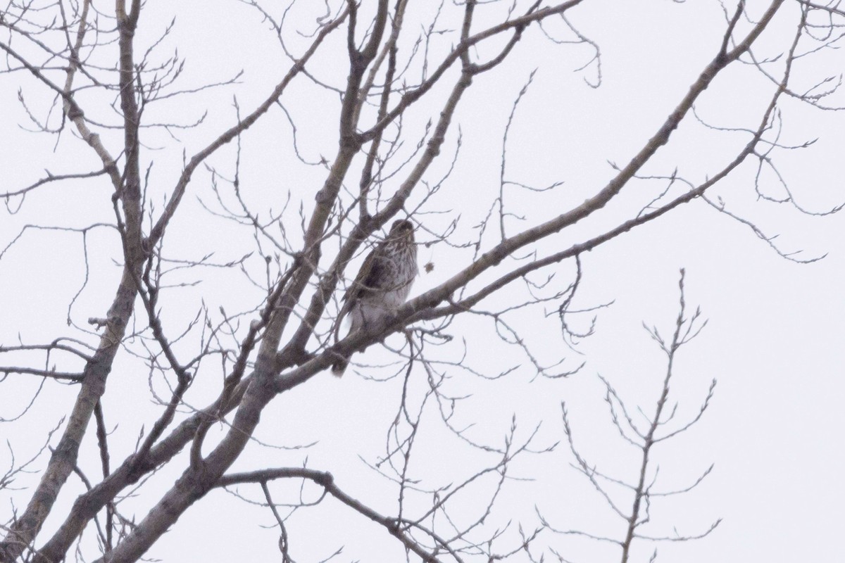 Cooper Atmacası - ML646483314