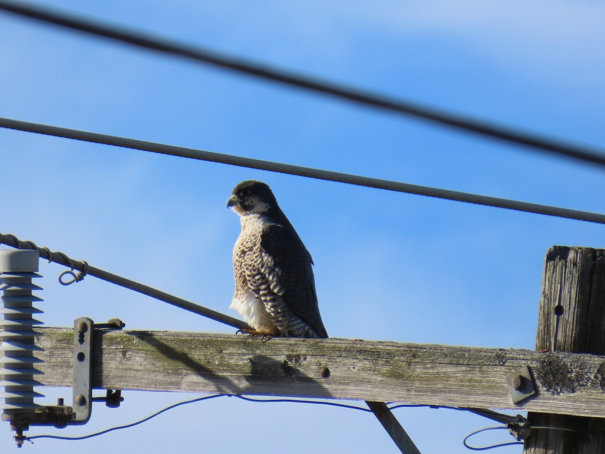 Peregrine Falcon - ML646483316