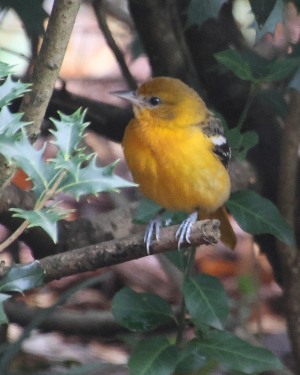 Балтиморский трупиал - ML646483317