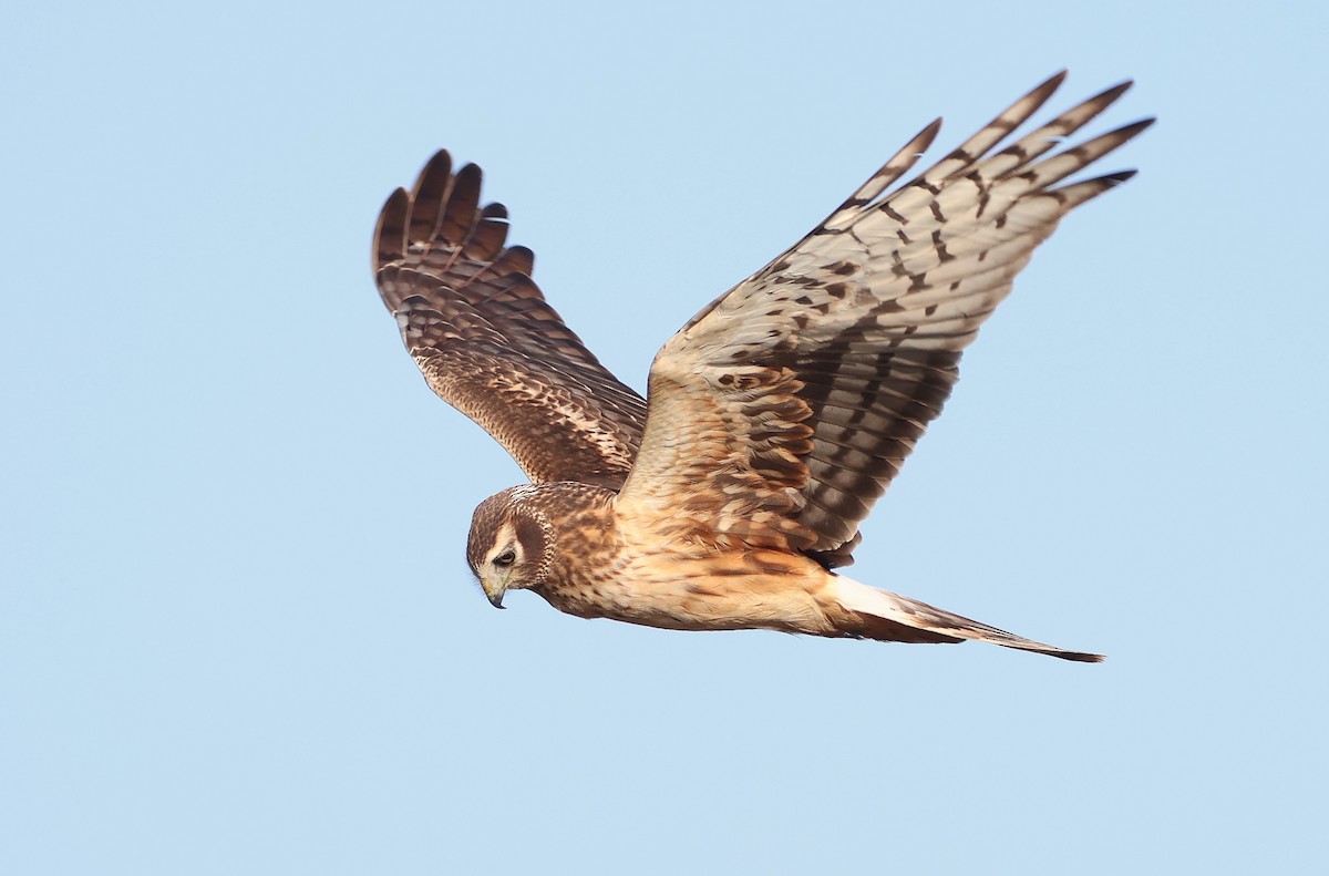 Busard des marais - ML646483318