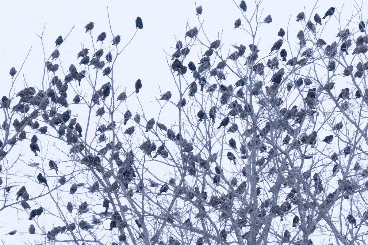 Sığırcık - ML646483320