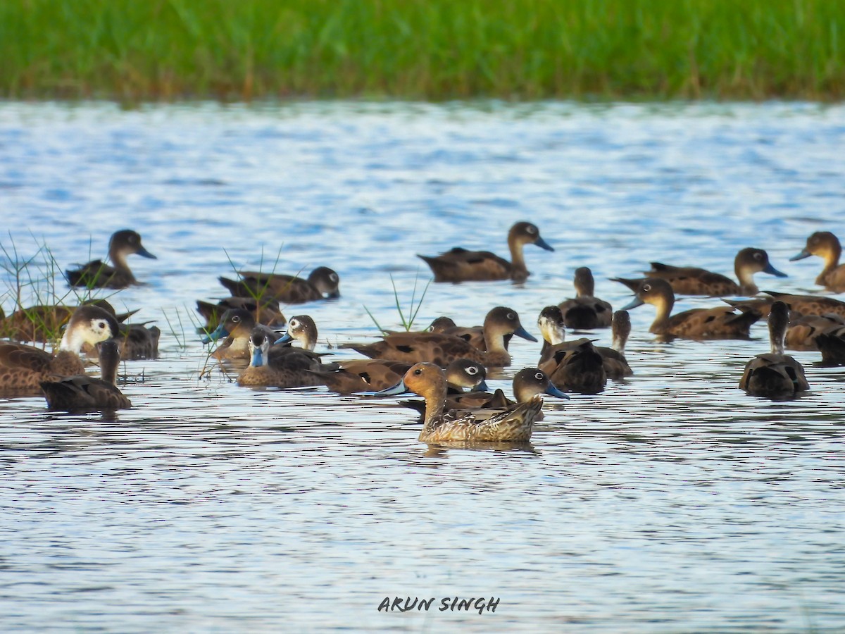 Codone - ML646483321