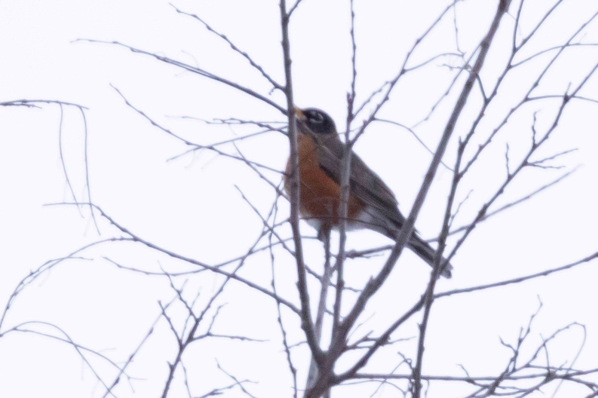 Göçmen Ardıç - ML646483323