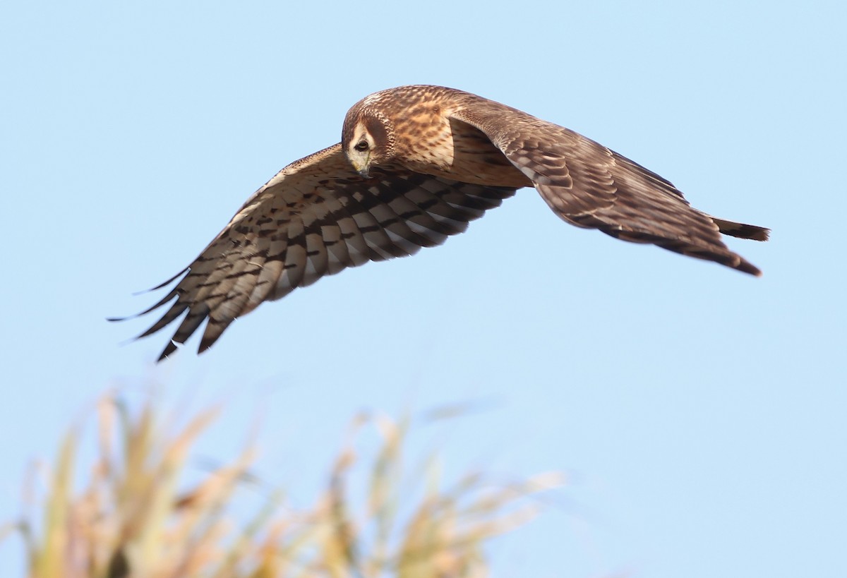 Busard des marais - ML646483325