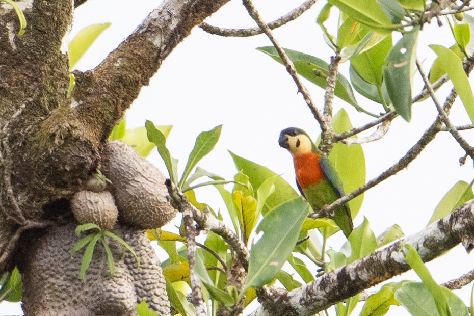 Blaustirn-Zwergpapagei - ML646483328