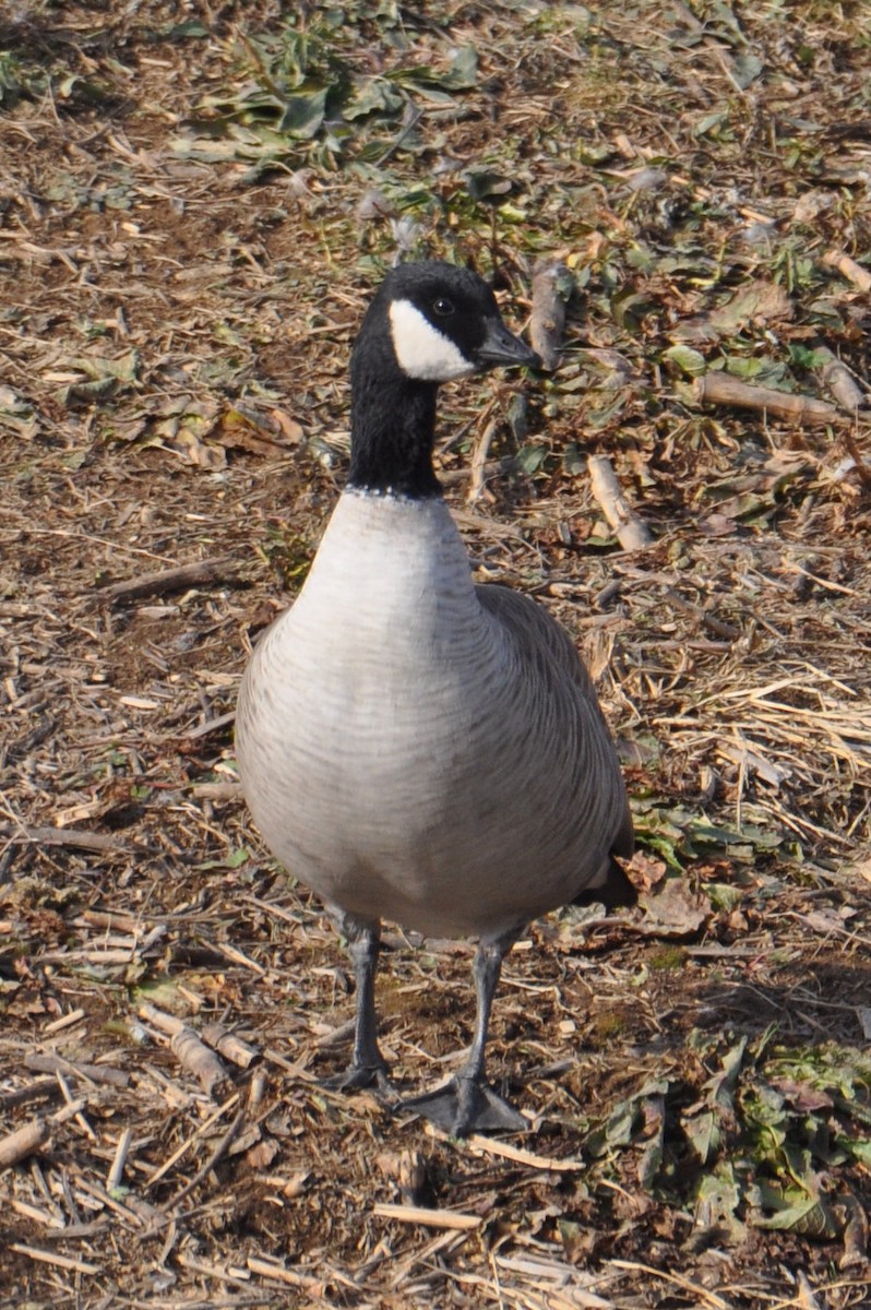 Cackling Goose - ML646483330