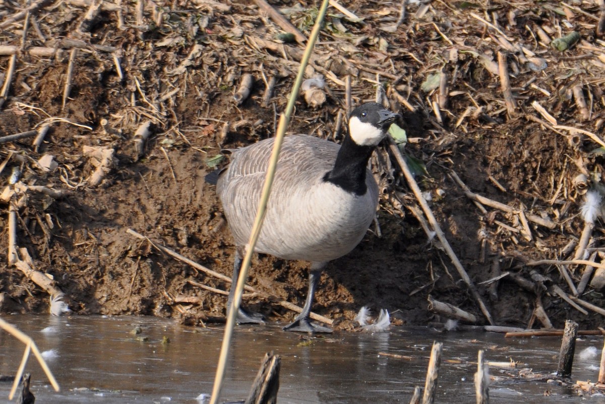 Cackling Goose - ML646483331