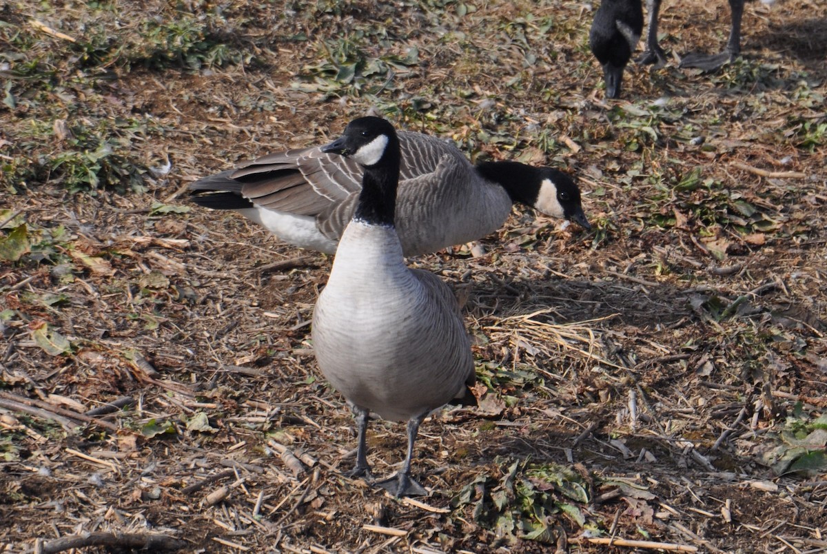 Cackling Goose - ML646483332