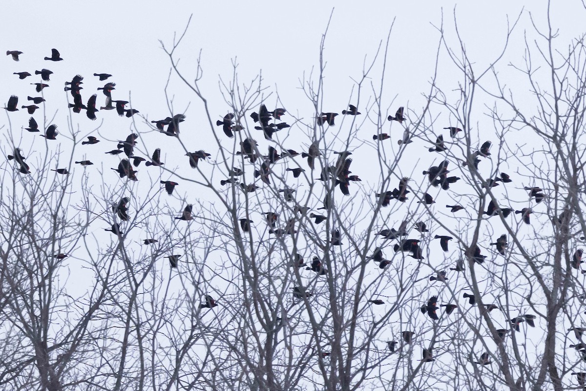 Al Kanatlı Karatavuk - ML646483334