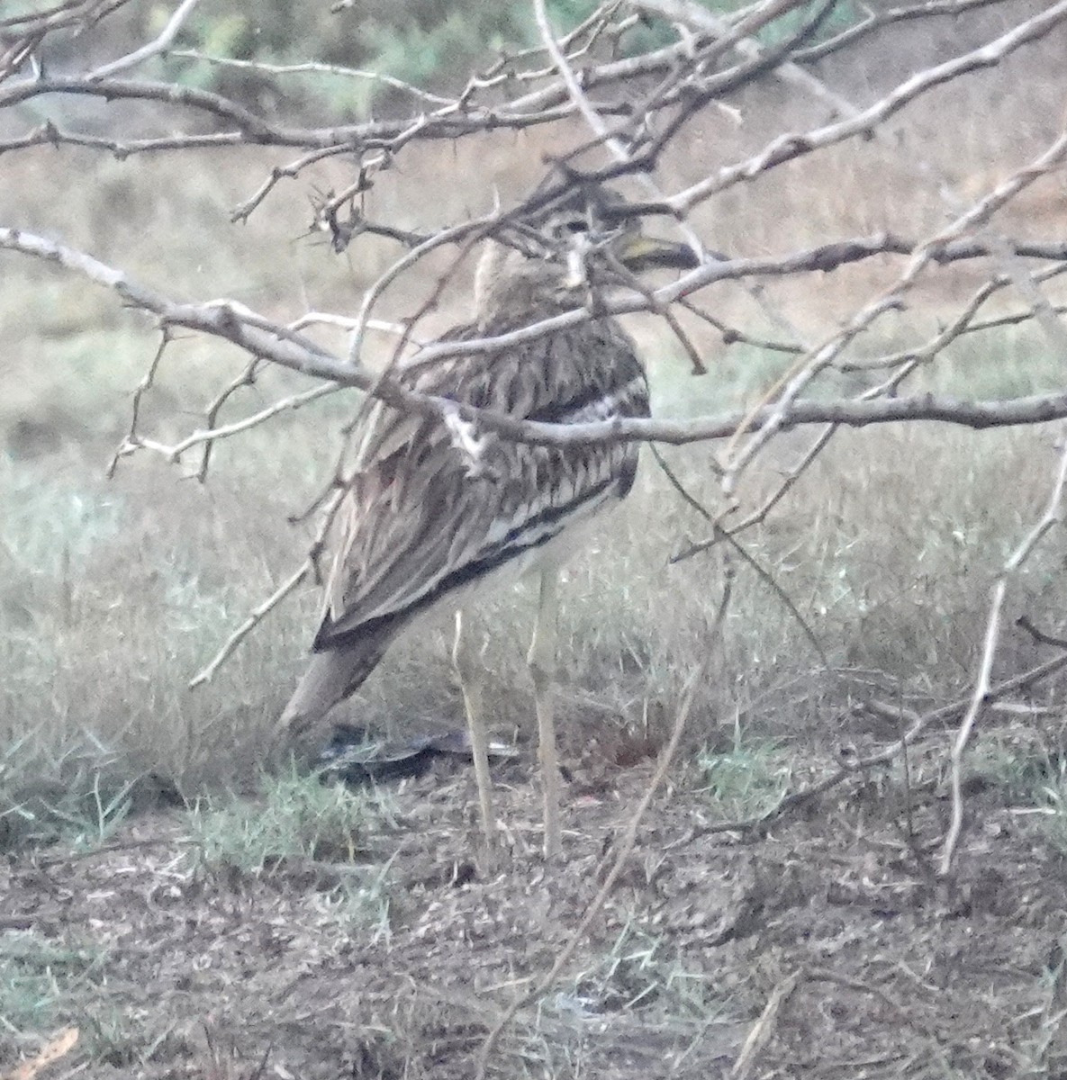 Indian Thick-knee - ML646483335