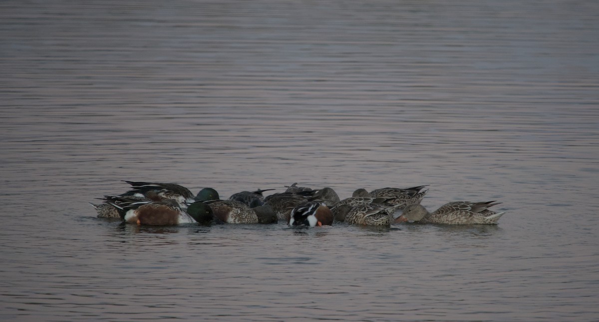 Northern Shoveler - ML646483336