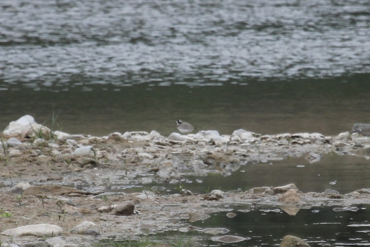 Пісочник усурійський - ML646483343