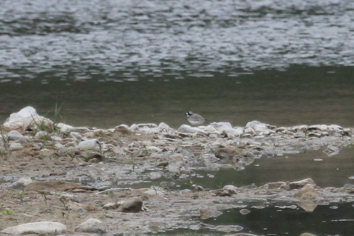 Long-billed Plover - ML646483344