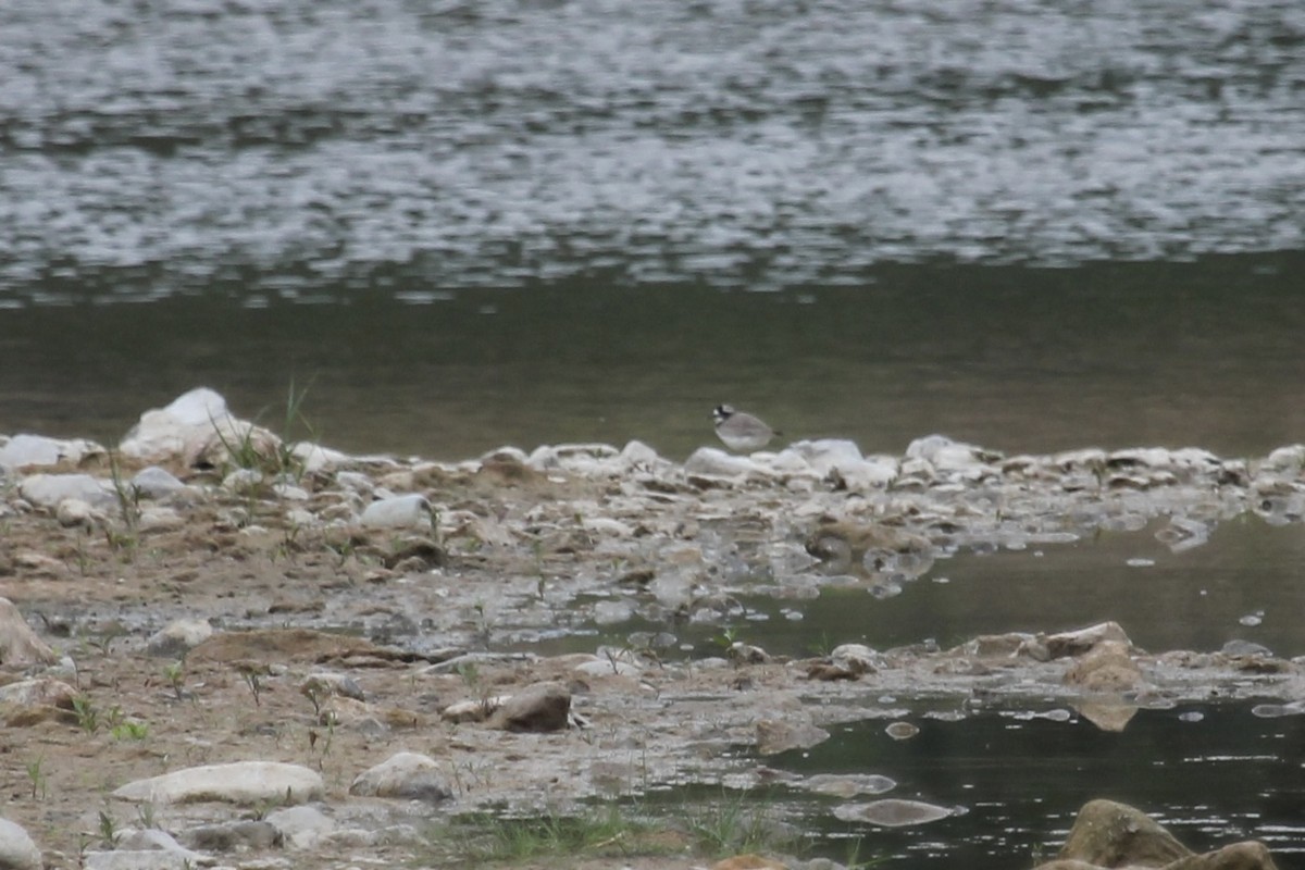 Пісочник усурійський - ML646483345