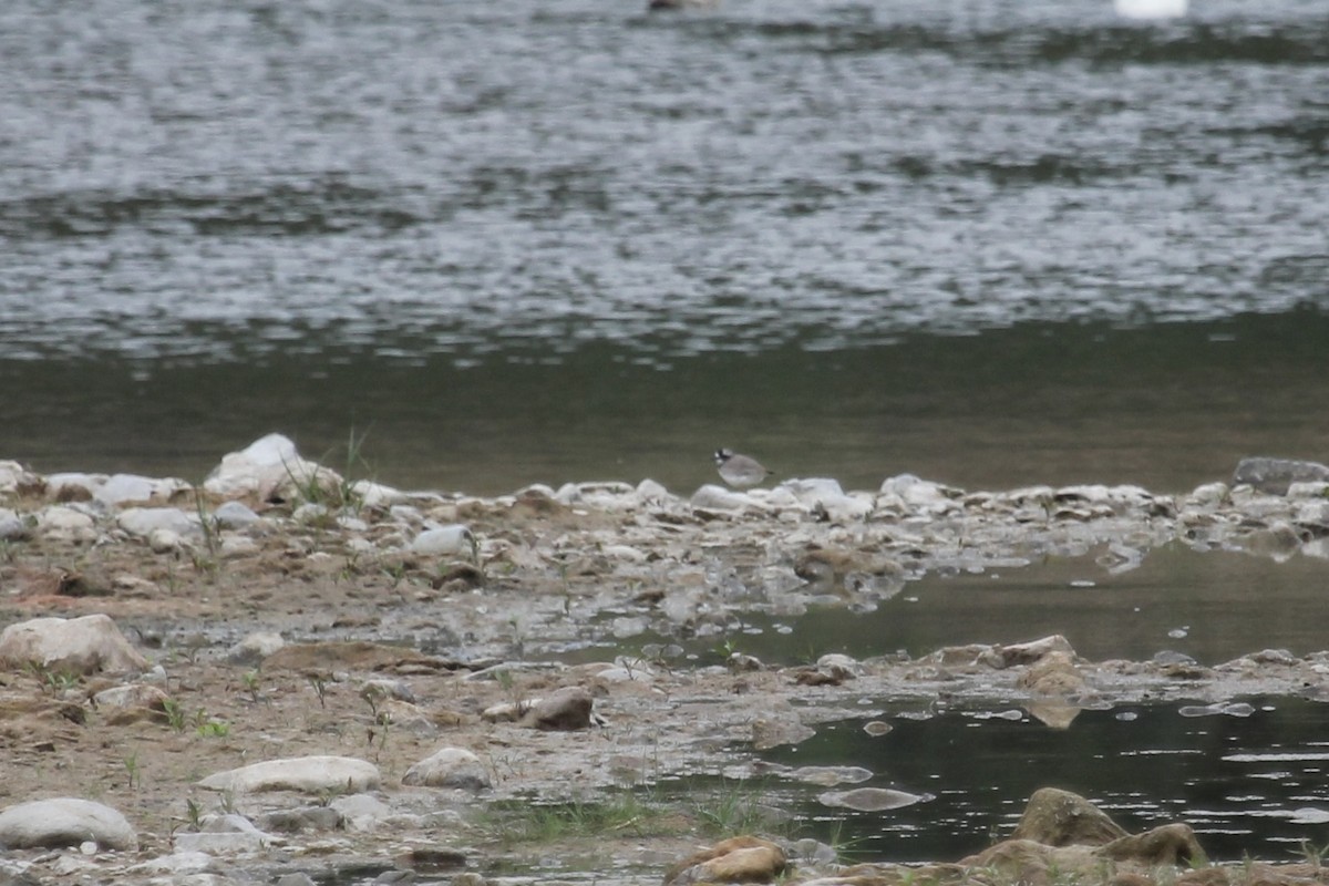 Пісочник усурійський - ML646483346