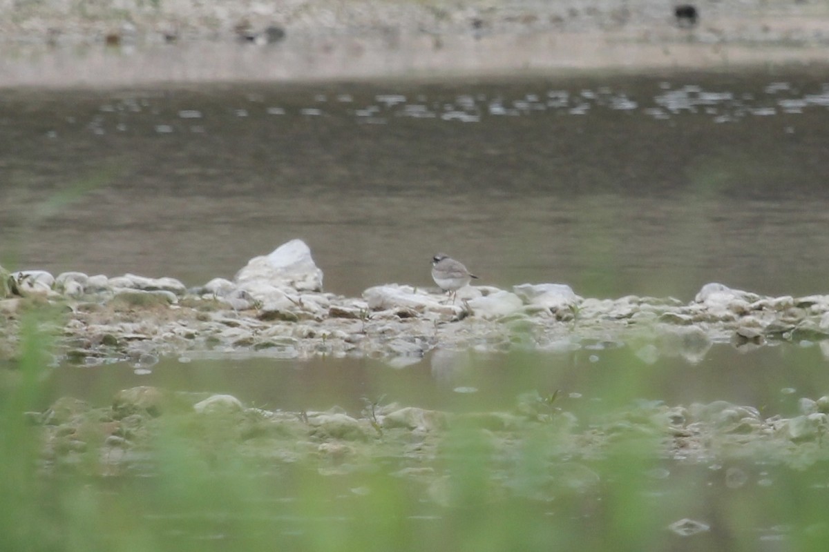 Пісочник усурійський - ML646483347