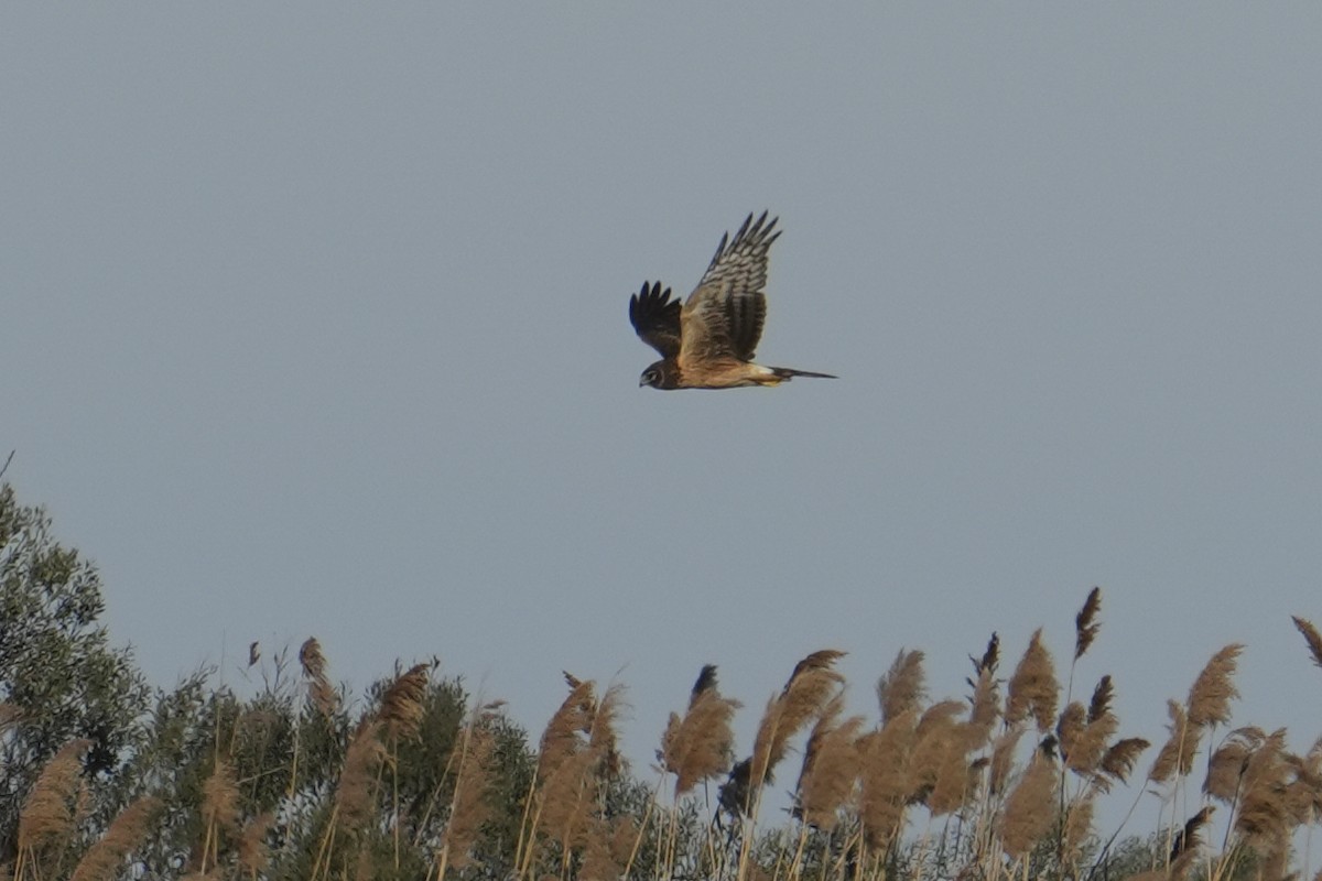 Northern Harrier - ML646483348
