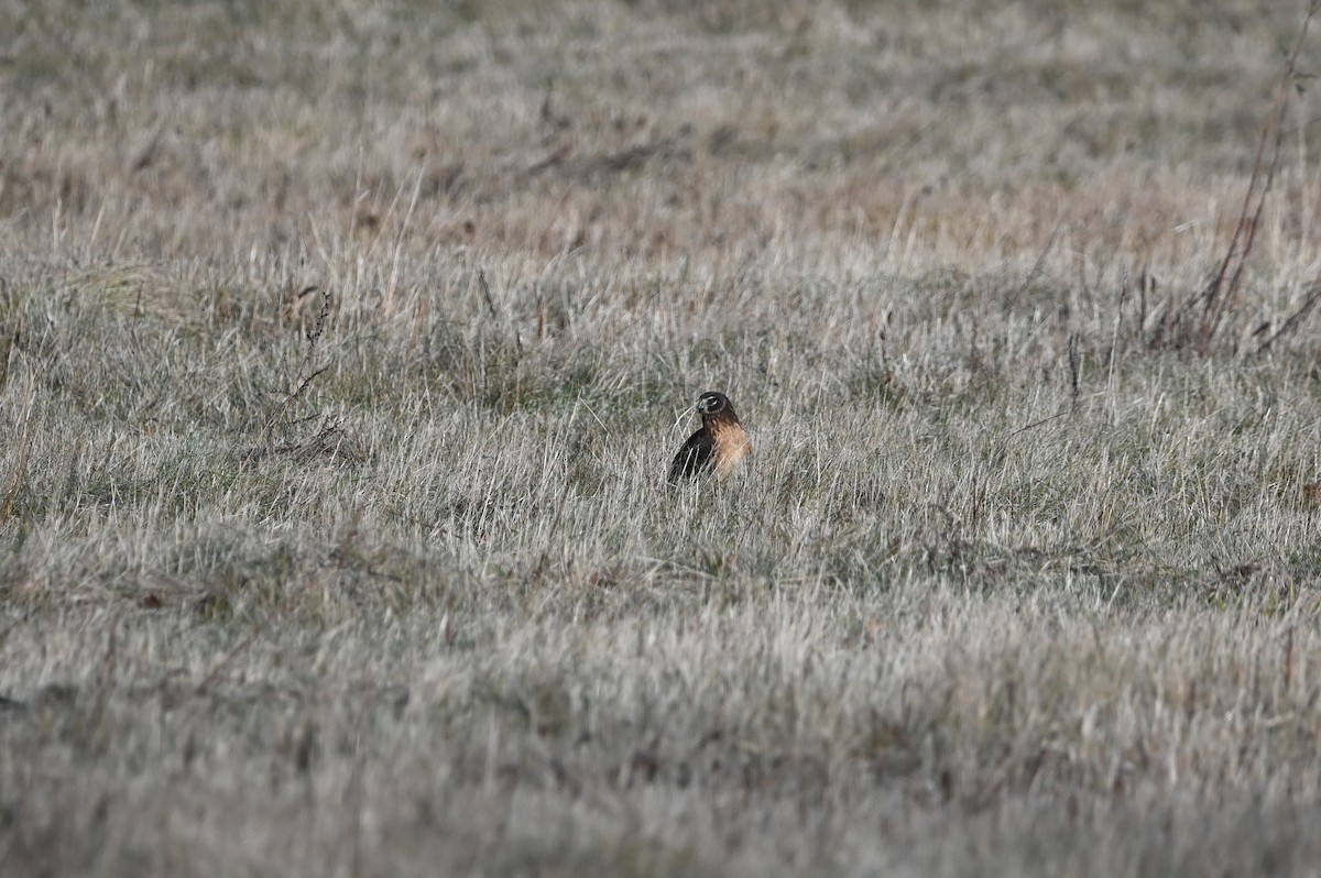 Northern Harrier - ML646483350