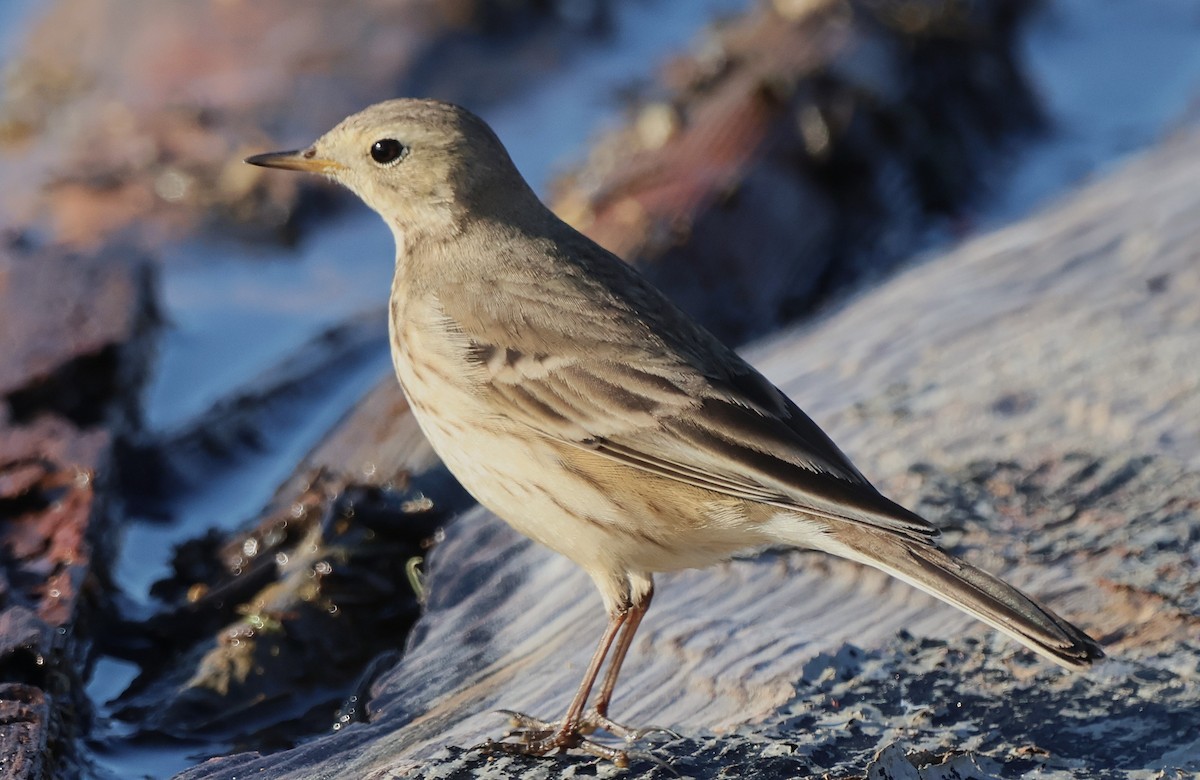 American Pipit - ML646483356
