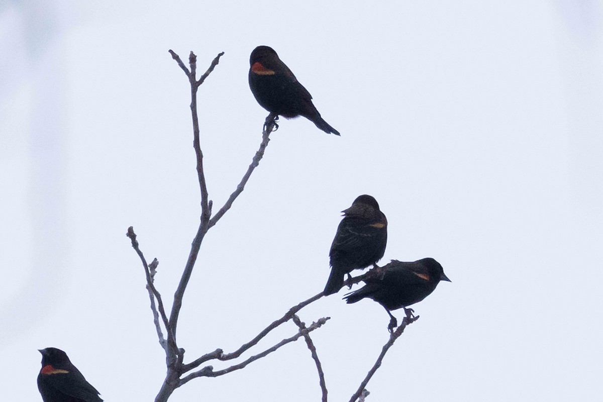 Red-winged Blackbird - ML646483357