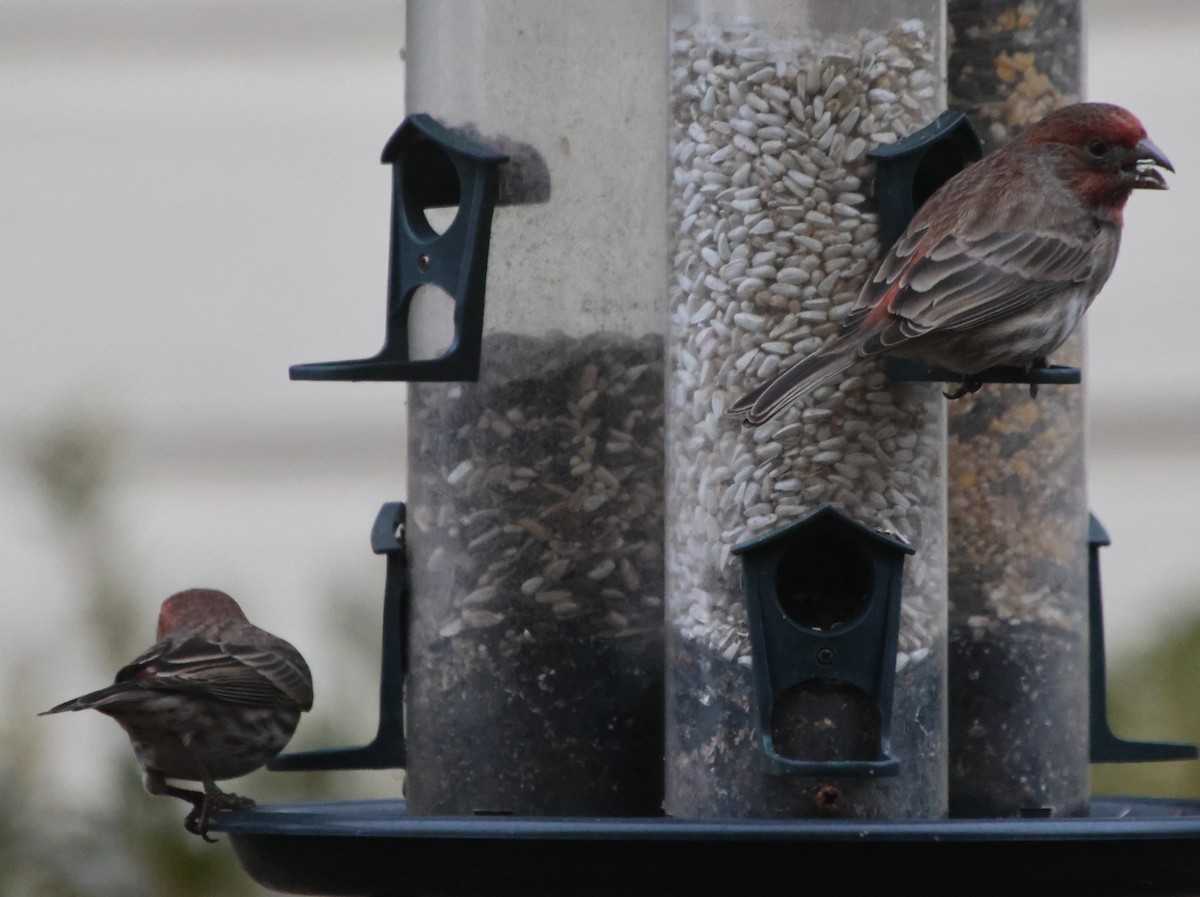 House Finch - ML646483359