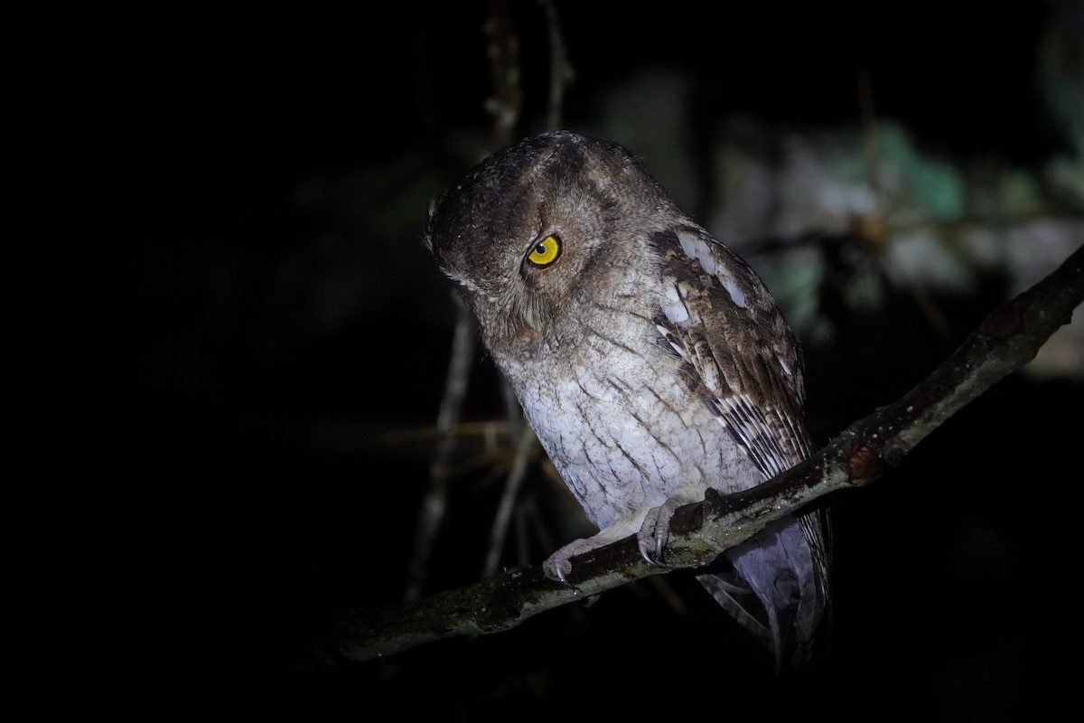 Santa Marta Screech-Owl - ML646483360