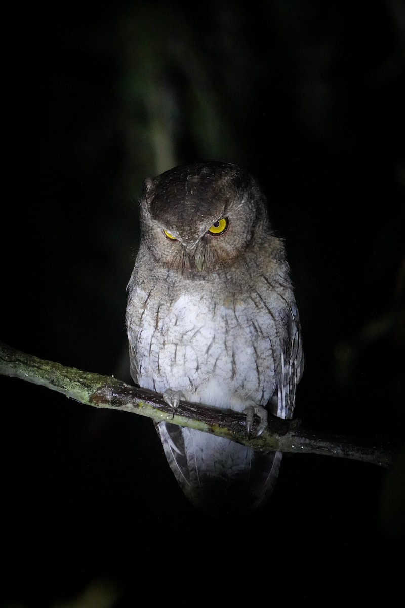 Santa Marta Screech-Owl - ML646483361