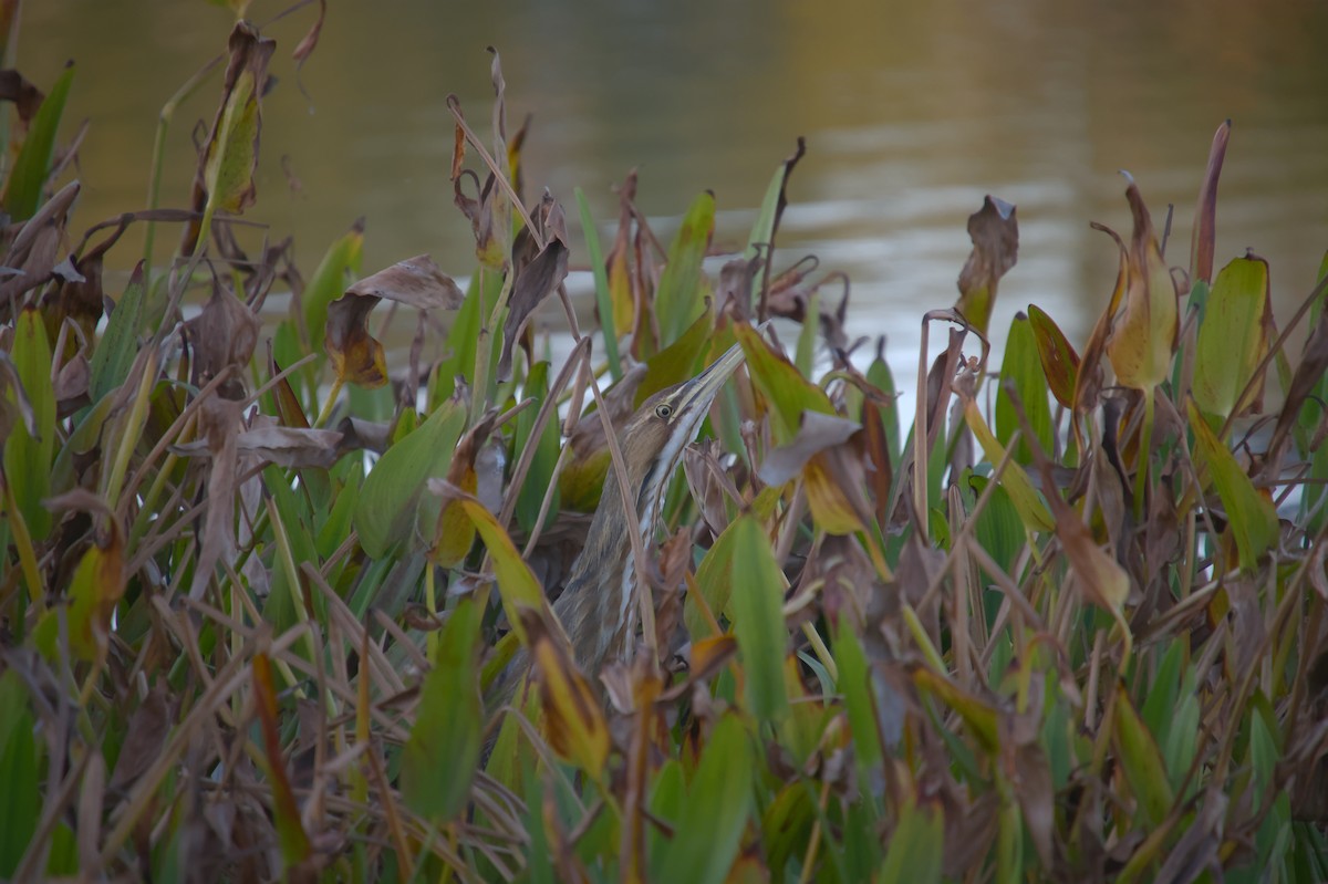 אנפה משורטטת אמריקנית - ML646483362