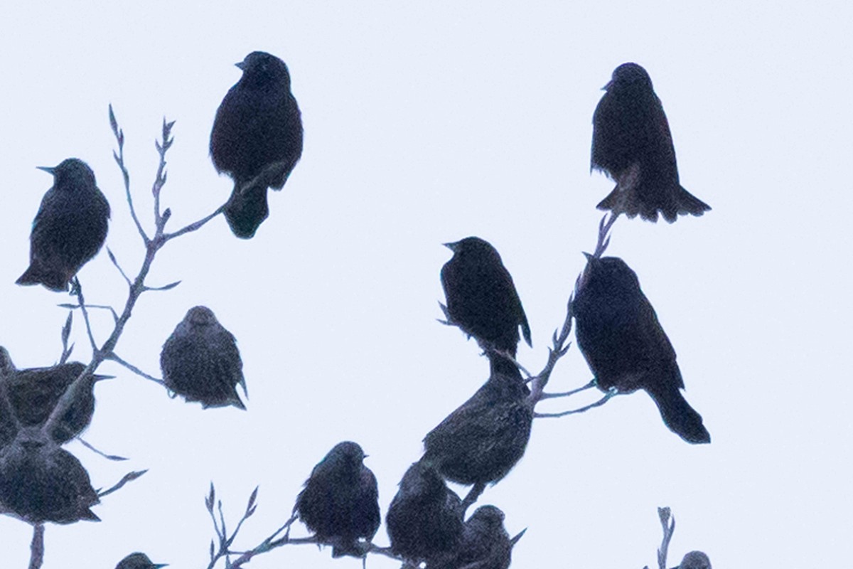 Common Grackle - ML646483365