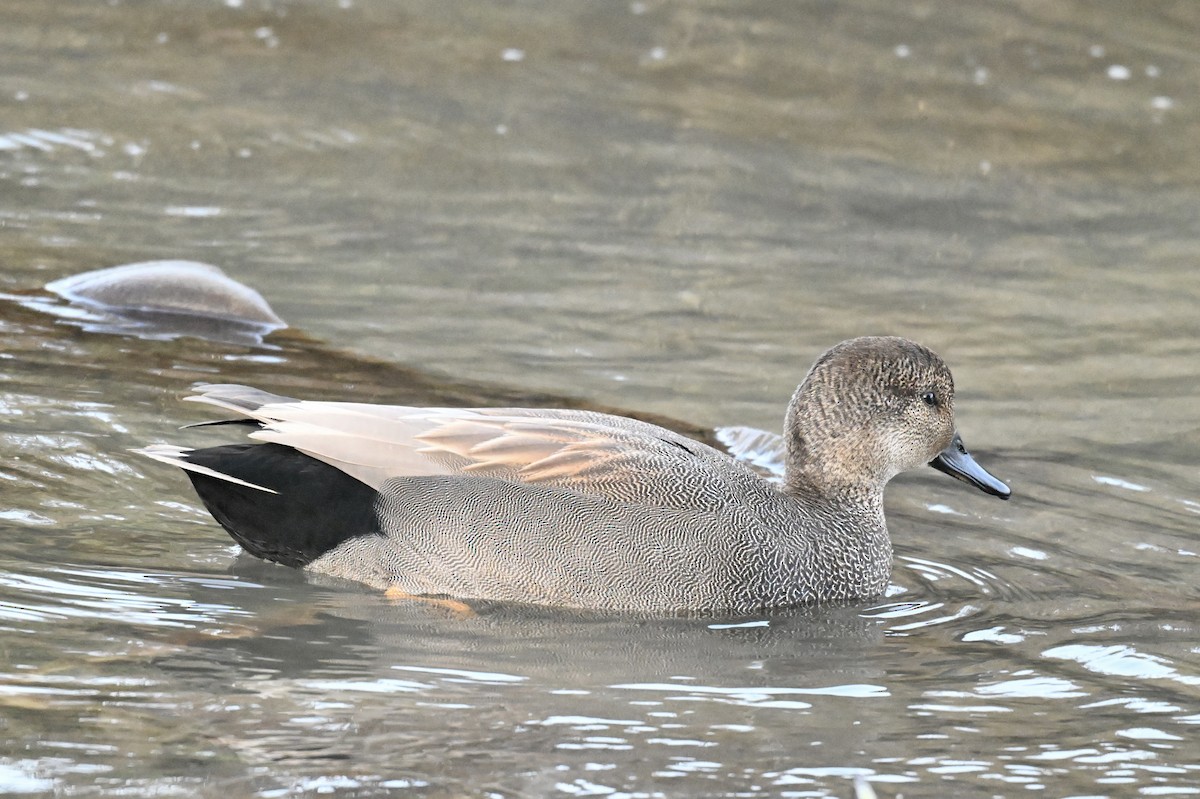 Gadwall - ML646483366