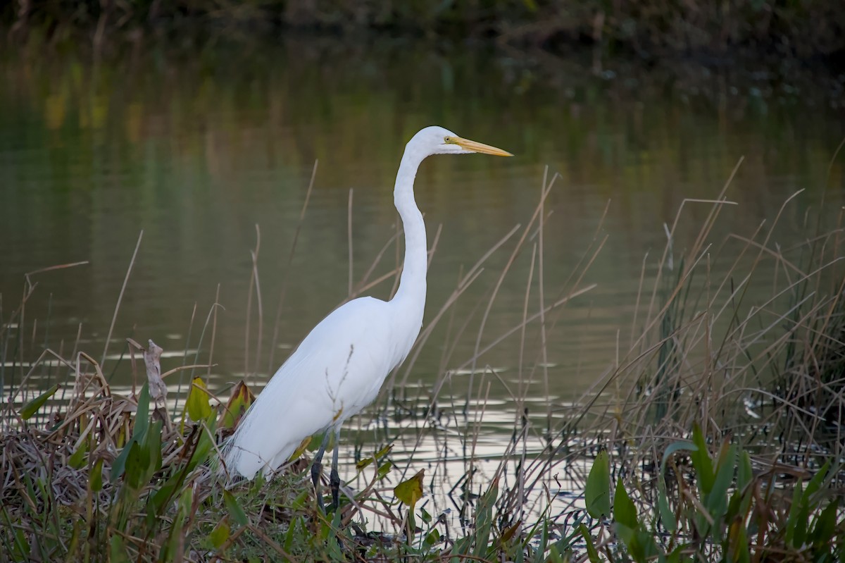 Great Egret - ML646483367