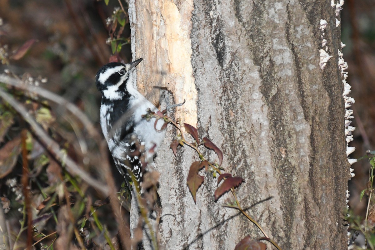 Hairy Woodpecker - ML646483368