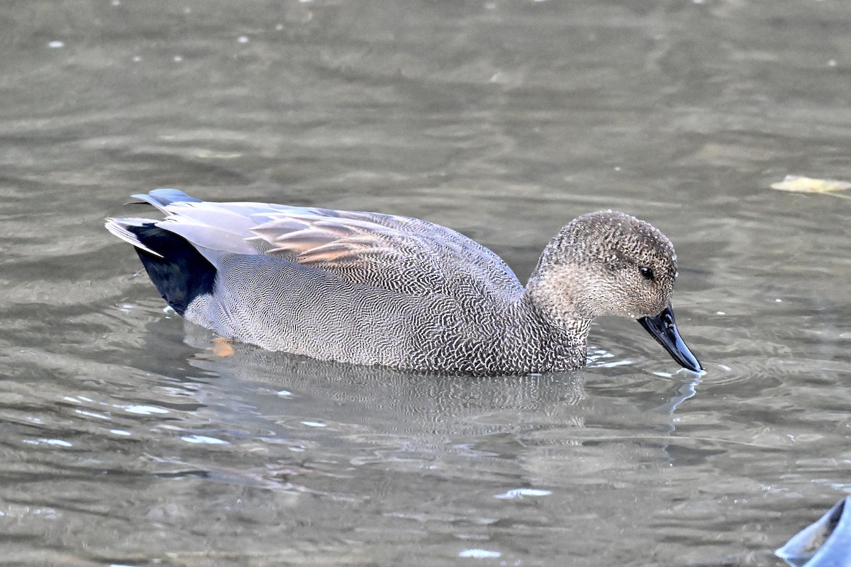 Gadwall - ML646483369
