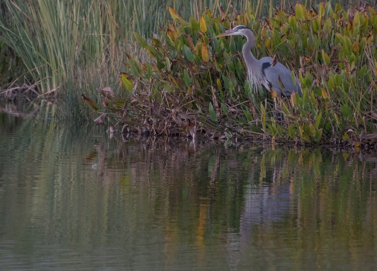 Great Blue Heron - ML646483370