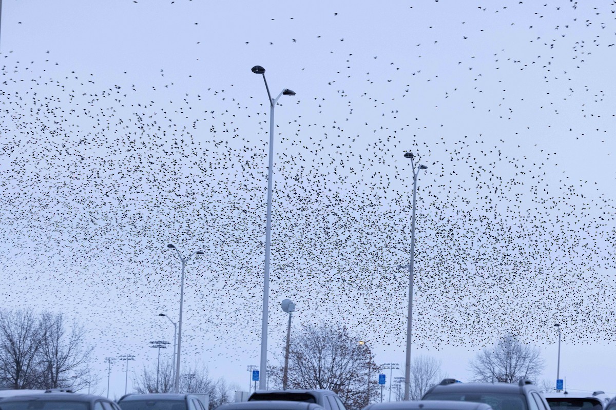 blackbird sp. - ML646483371