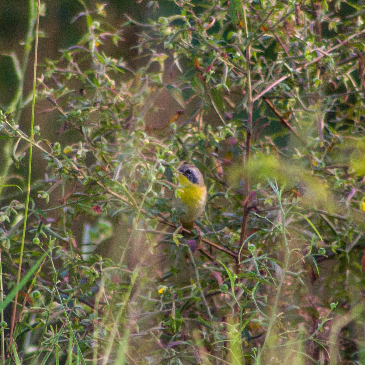 Common Yellowthroat - ML646483372