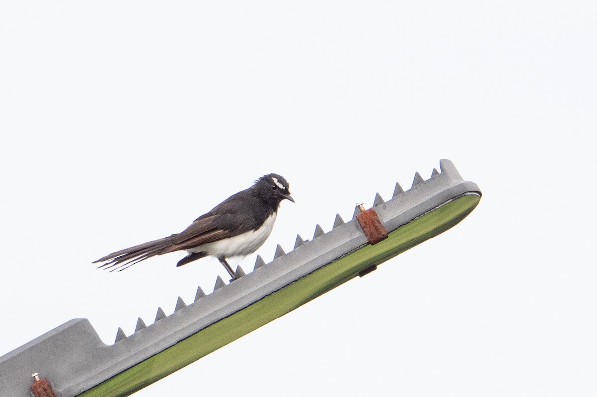 Willie-wagtail - ML646483376