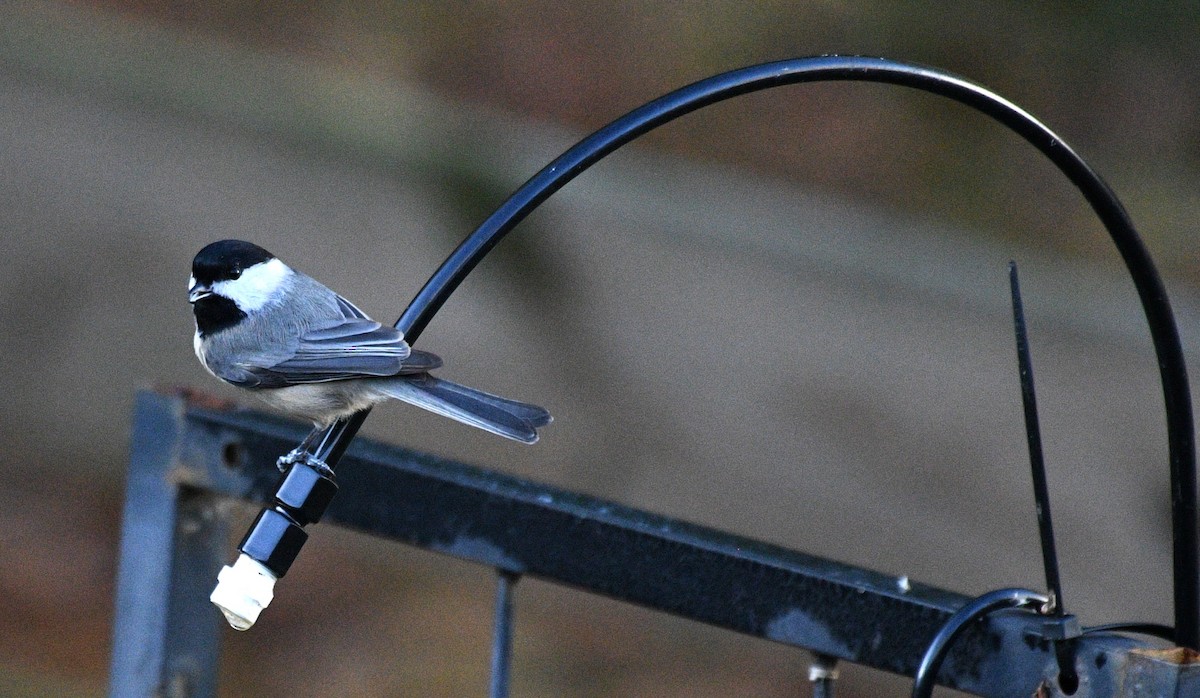 Carolina Chickadee - ML646483377