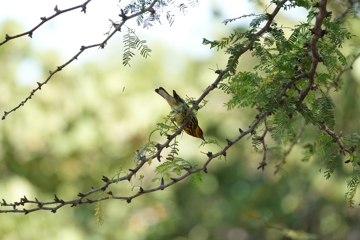 Cape May Warbler - ML646483378