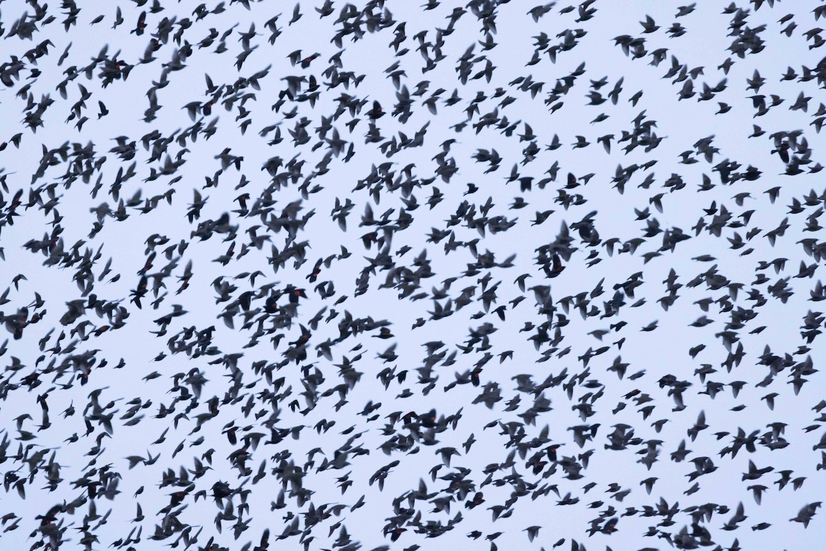 European Starling - ML646483379